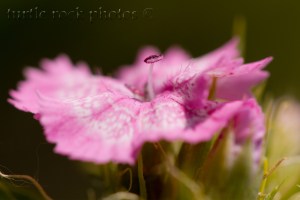 little pink flower