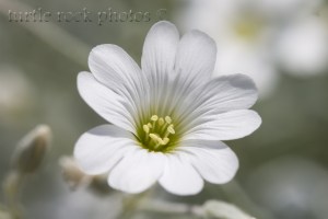 little white phlox