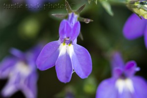 lobelia