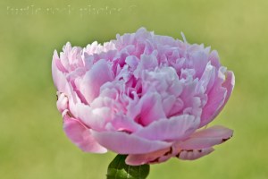 pink peony