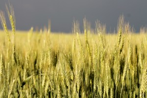 summer crops in the storm