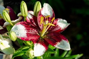 the lily I wanted to take home