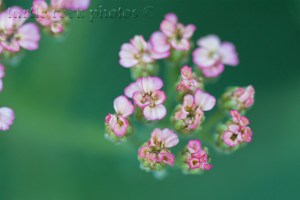 tiny pink flowers