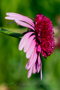 coneflower profile