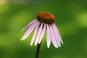 echinacea 2