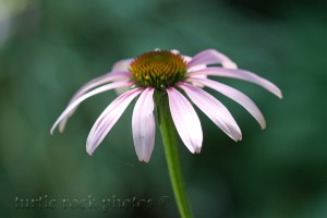 echinacea 3