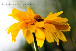 false sunflower