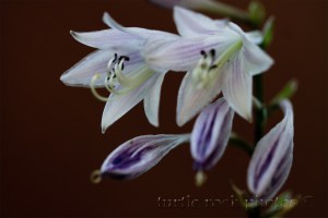 hosta 1