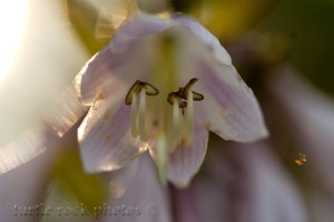 hosta in the light