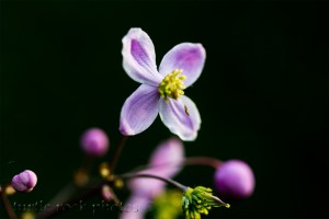 little purple flower