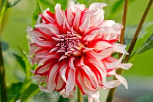 new dahlia