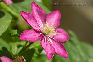 pink clematis