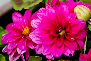 pink duo