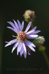 alpine aster 2