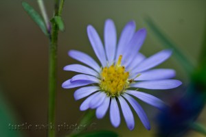 alpine aster