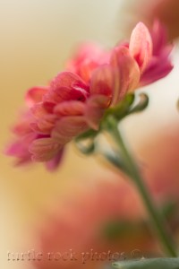 fall mum 7