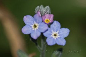 little blue and purple 1