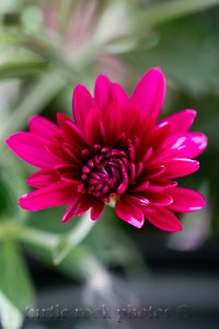 pink fall mum