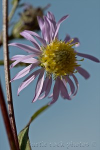 alpine aster 3