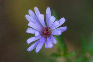 alpine aster 4