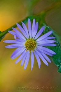 alpine aster 5
