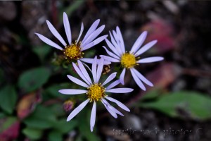 alpine aster group