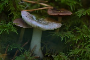 forest mushrooms