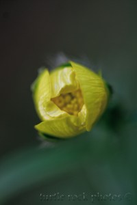 yellow bud