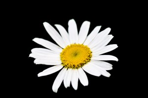 white daisy on black