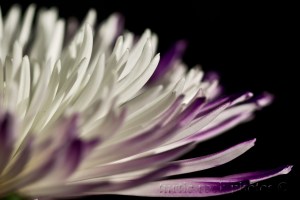 white with purple