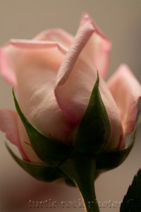 pink and white rose