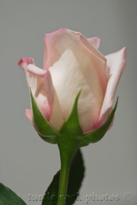 white and pink rose 2
