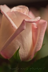 white and pink rose 3