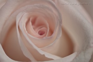 white and pink rose closeup