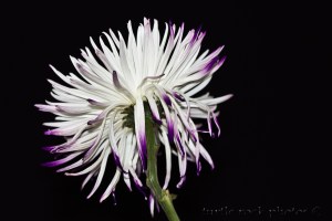 white and purple mum 2