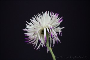 white and purple mum 3