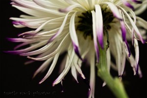 white and purple mum 4