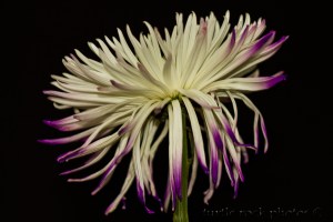 white and purple mum