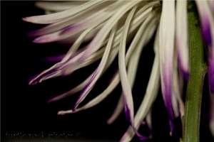 white and purple petals