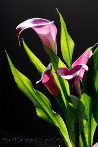 Calla Lillies