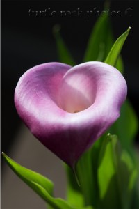 Calla Lilly