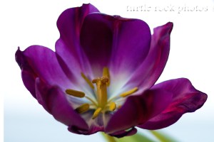 Purple Tulip