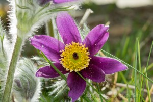 pasqueflower