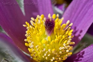 pasqueflower close