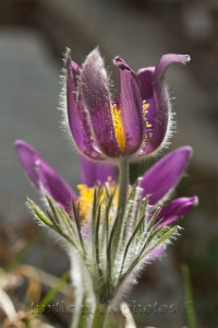 tall pasqueflower