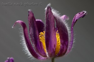 Pasqueflower 2