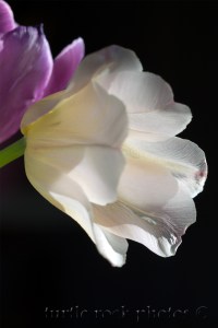 white and purple tulip 2