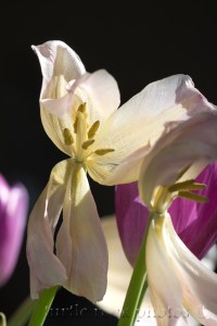 white tulip stretching