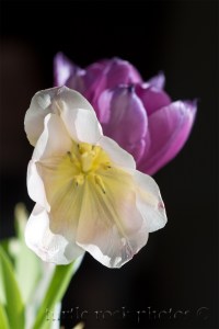  white tulip and purple