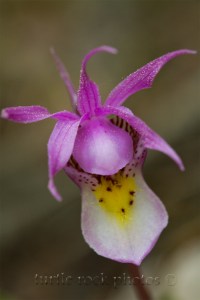 calypso orchid